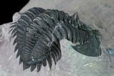 Metacanthina Trilobite - Lghaft, Morocco #163891-4